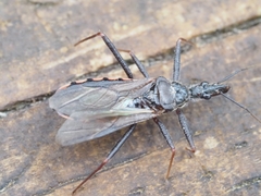 Reduviidae
