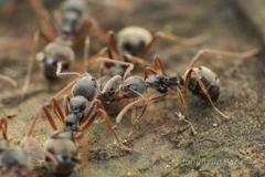 Dolichoderus affinis