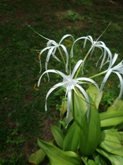 Crinum
