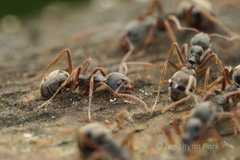 Dolichoderus affinis