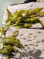 Potamogeton lucens