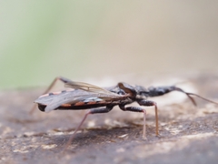 Reduviidae