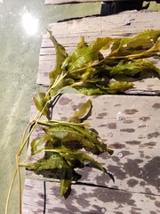 Potamogeton lucens