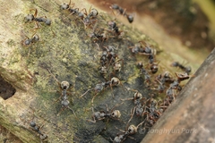 Dolichoderus affinis