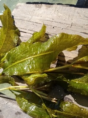 Potamogeton lucens