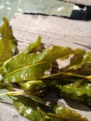 Potamogeton lucens
