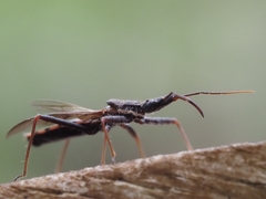 Reduviidae