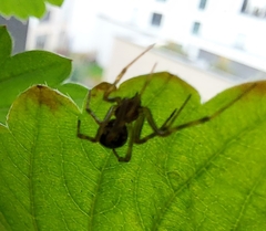 Steatoda triangulosa