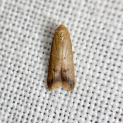 Tachystola hemisema