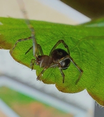 Steatoda triangulosa