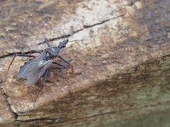Reduviidae