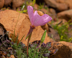 Oenothera acaulis