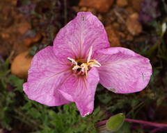 Oenothera acaulis
