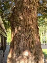 Chamaecyparis lawsoniana