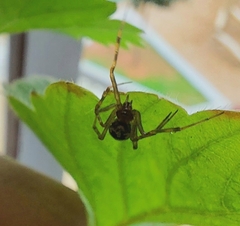 Steatoda triangulosa