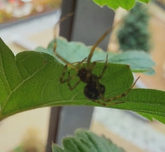 Steatoda triangulosa