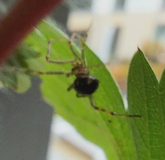 Steatoda triangulosa