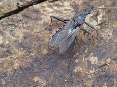 Reduviidae