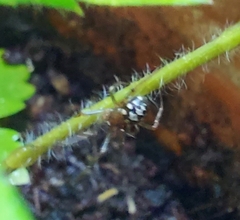 Steatoda triangulosa