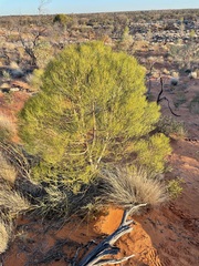 Gyrostemon ramulosus
