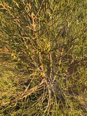 Gyrostemon ramulosus