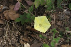Camonea vitifolia