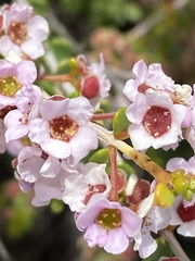 Thryptomene mucronulata