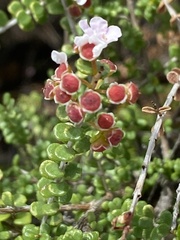 Thryptomene mucronulata