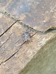Reduviidae