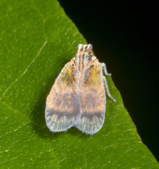 Bothriocera