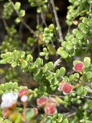 Thryptomene mucronulata