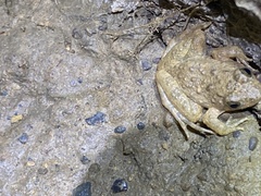 Phrynobatrachus natalensis