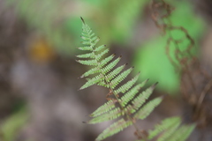 Amauropelta noveboracensis