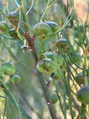 Gyrostemon ramulosus
