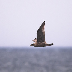 Larus schistisagus