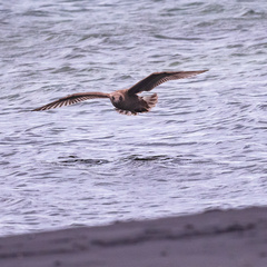 Larus schistisagus