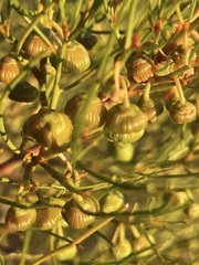 Gyrostemon ramulosus