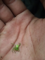 Micrommata