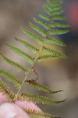 Amauropelta noveboracensis