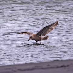 Larus schistisagus