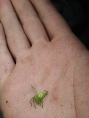 Micrommata