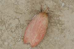 Wingia rectiorella