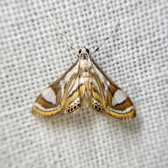 Strepsinoma croesusalis
