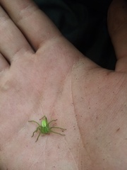 Micrommata