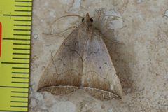 Simplicia armatalis