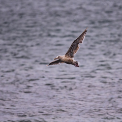Larus schistisagus