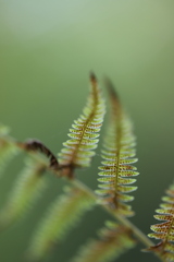 Amauropelta noveboracensis