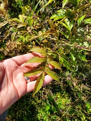 Agrimonia parviflora