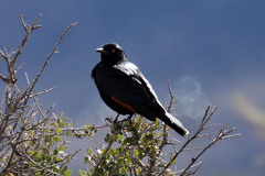 Onychognathus nabouroup