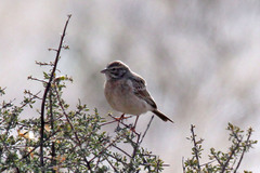 Emberiza impetuani